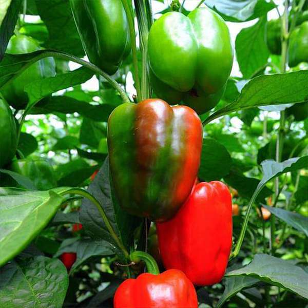 Capsicum California Wonder Organic Vegetable Seeds